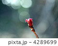 ニワナナカマド 4289699