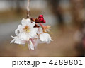 寒桜 4289801