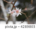 寒桜 4289803