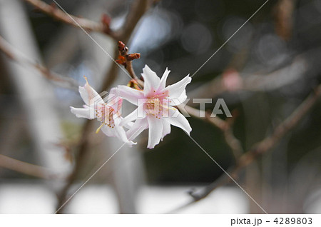 寒桜 4289803