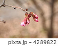 寒桜 4289822
