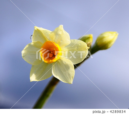 水仙 4289834