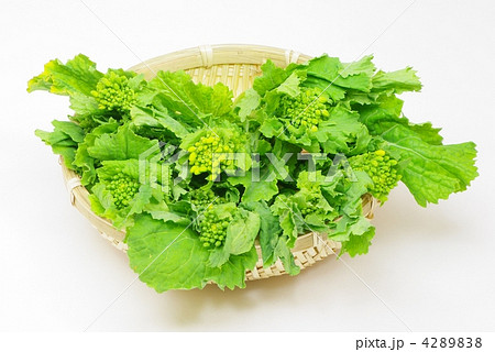 菜の花 菜の花 4289838