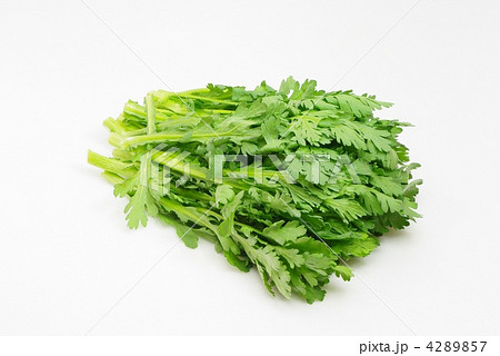 菊菜 菊菜 4289857