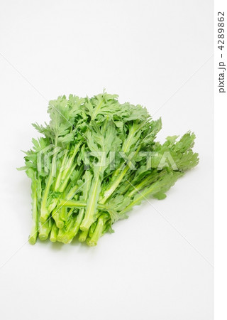 菊菜 菊菜 4289862