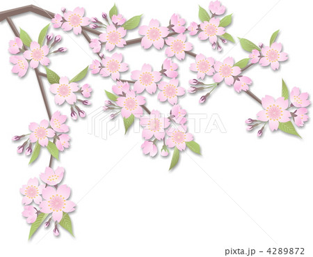 桜の枝(影) 桜の枝(影) 4289872