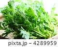 春菊 4289959