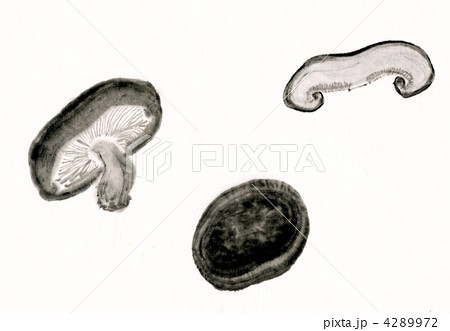 しいたけ シンプル 墨のイラスト素材