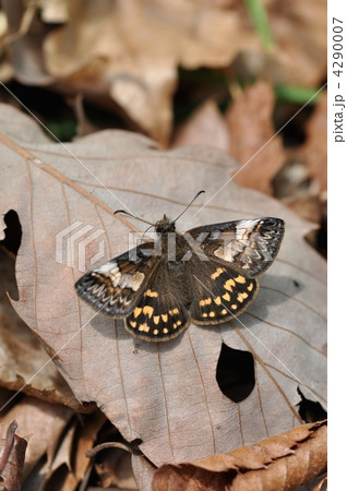 ミヤマセセリ 4290007