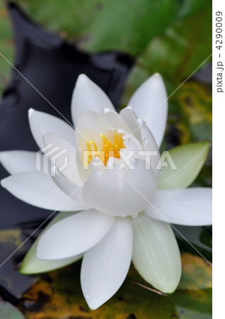 スイレン 4290009