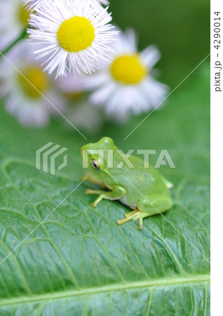 野菊とアオガエル 4290014