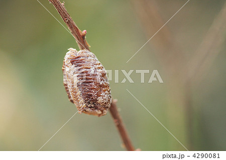 ハラビロカマキリの卵嚢のアップ ハラビロカマキリの卵嚢のアップ 4290081