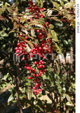 ナンテン 4290239