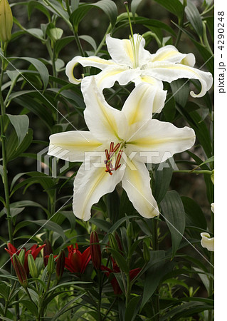 カサブランカ 4290248