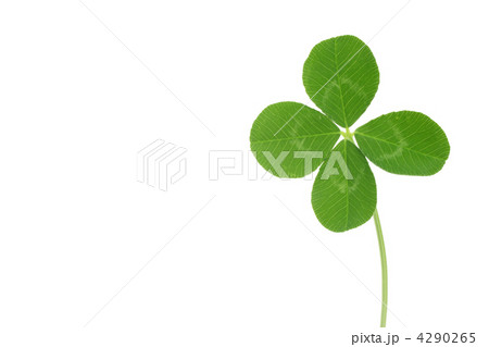 四つ葉のクローバー 4290265
