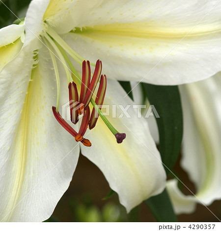 カサブランカ カサブランカ 4290357