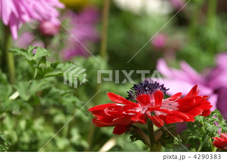 アネモネ 4290383