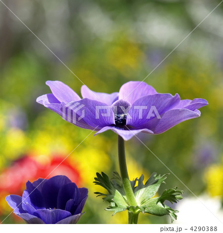 アネモネ 4290388