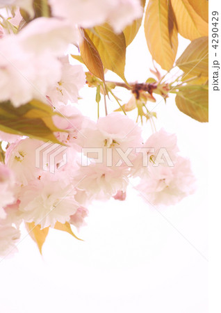 八重桜(フゲンゾウ) 八重桜(フゲンゾウ) 4290429