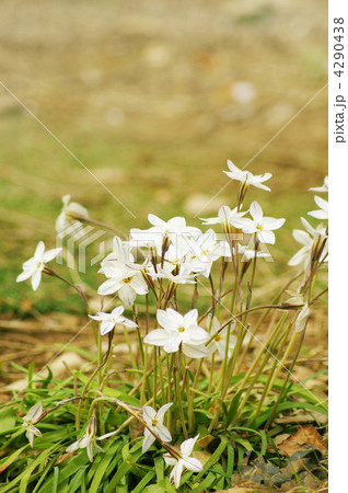 ハナニラ 4290438