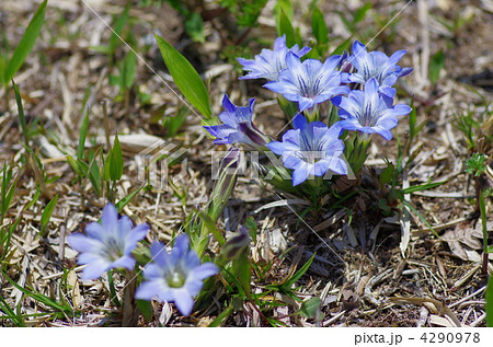 阿蘇の草原の芽吹きとともに花開く春竜胆 4290978