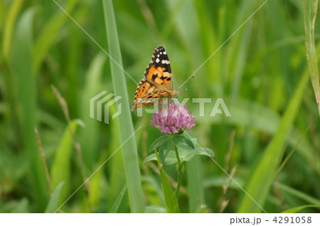 姫赤立羽が赤詰草に・・・美味しそうに蜜を吸っています。 4291058