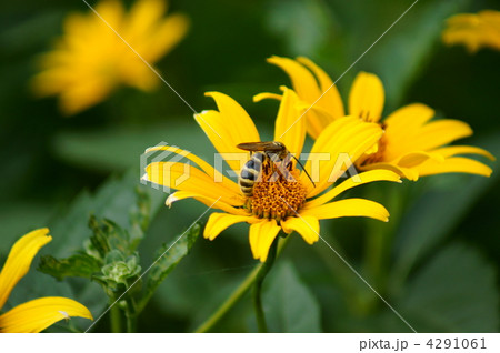 腹長土蜂　菊芋に無我夢中 4291061
