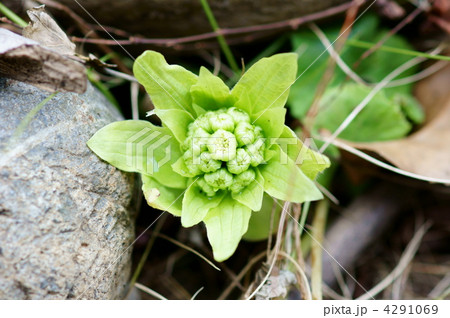 蕗の薹　天ぷらにするとおいしいですよね。でも自然は大切に。 4291069