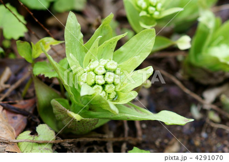 蕗の薹 天ぷらにするとおいしいですよね。でも自然は大切に。 蕗の薹 天ぷらにするとおいしいですよね。でも自然は大切に。 4291070