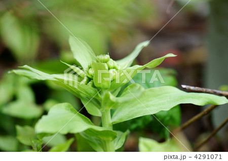 蕗の薹と言うにはちょっと丈が伸びすぎかな? 蕗の薹と言うにはちょっと丈が伸びすぎかな? 4291071