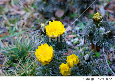 福寿草 花言葉はめでたいのですが 毒草です の写真素材