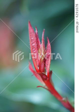 紅要黐 レッドロビンと呼ばれることもございます。 紅要黐 レッドロビンと呼ばれることもございます。 4291076