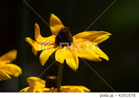 大きいルドベキア インデアンサマー 別名 荒毛反魂草 大きいルドベキア インデアンサマー 別名 荒毛反魂草 4291078