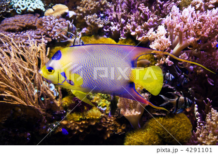 クィーン・エンゼルフィッシュ 4291101