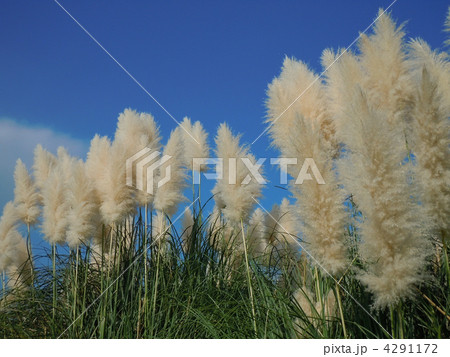 パンパスグラス1 パンパスグラス1 4291172