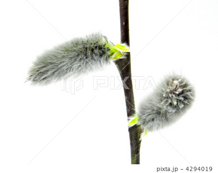 ネコヤナギ 4294019