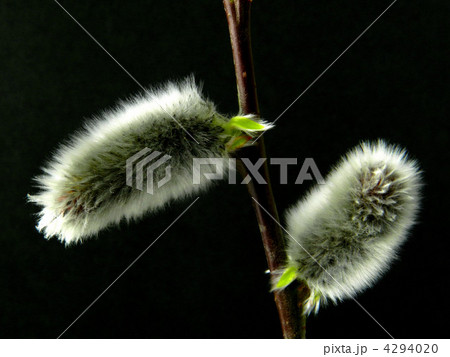 ネコヤナギ 4294020