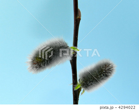 ネコヤナギ 4294022