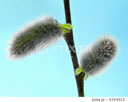 ネコヤナギ 4294023