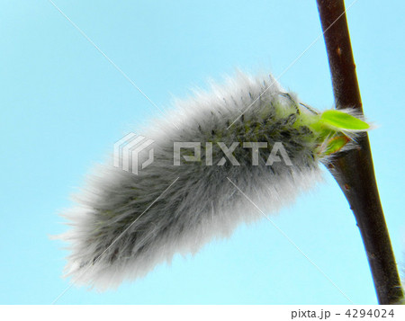 ネコヤナギ 4294024