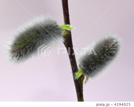 ネコヤナギ 4294025