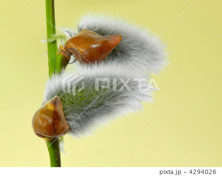 ネコヤナギ 4294026