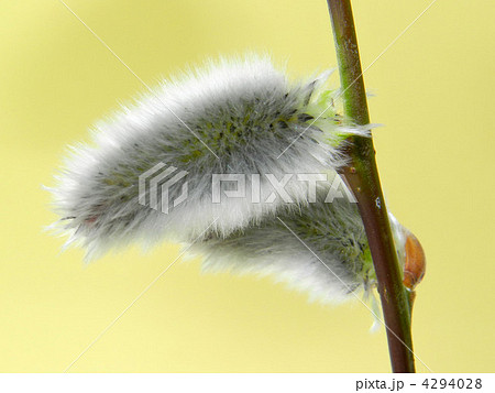 ネコヤナギ 4294028