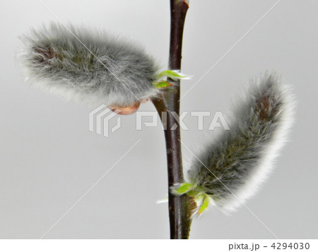 ネコヤナギ 4294030