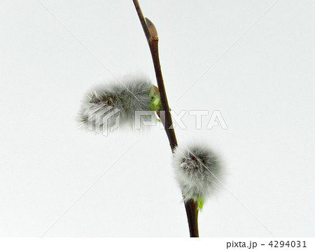 ネコヤナギ 4294031