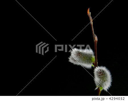 ネコヤナギ 4294032