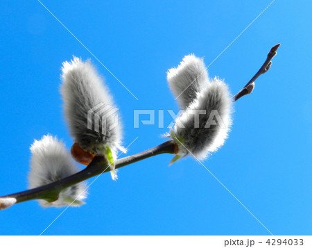 ネコヤナギ 4294033