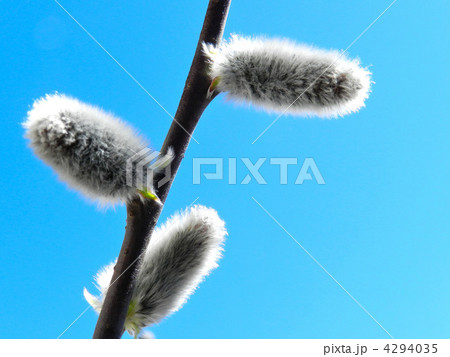 ネコヤナギ 4294035