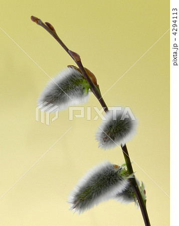 ネコヤナギ 4294113