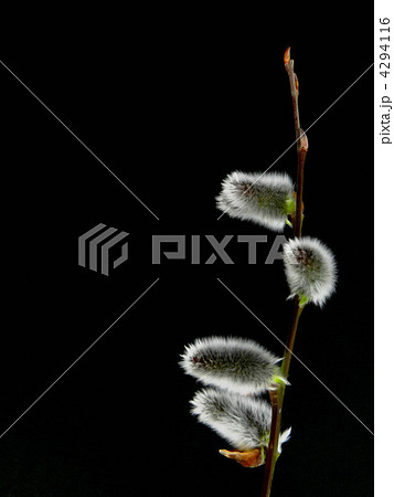 ネコヤナギ 4294116